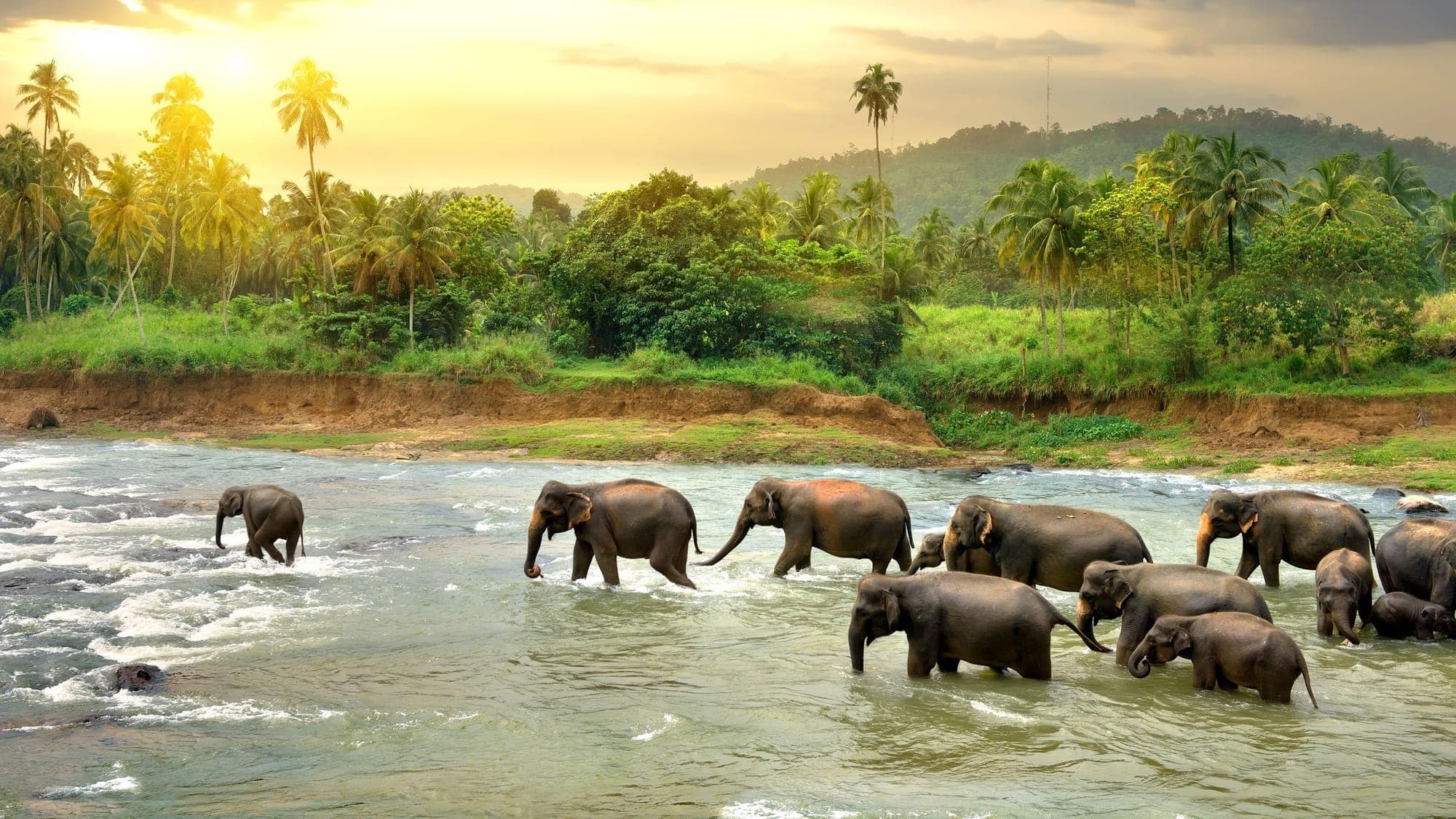A herd of elephants crossing a river surrounded by palm trees in Sri Lanka